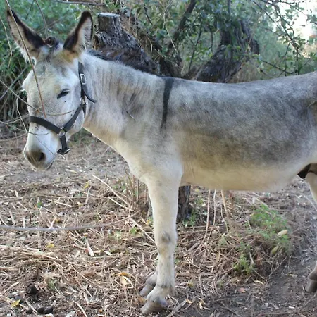 Tejeruelas Navacepedilla de Corneja
