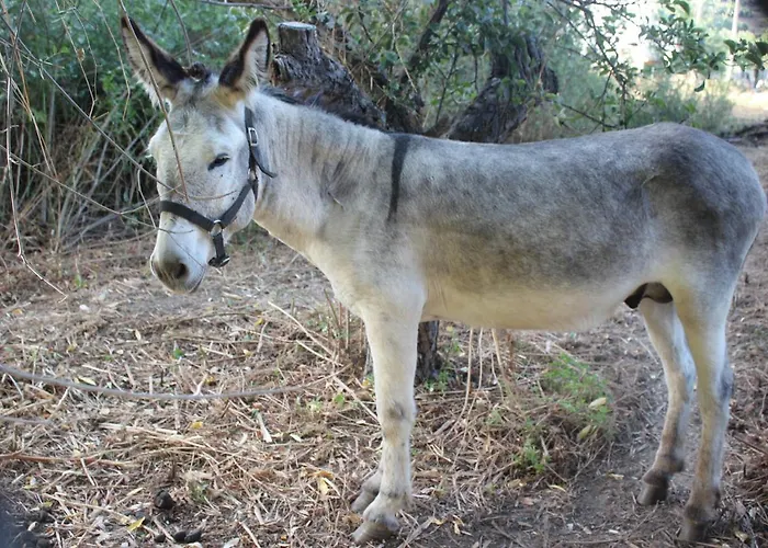 Tejeruelas Navacepedilla de Corneja